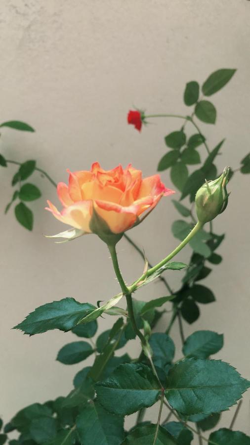 Bridge Bed And Breakfast Hualien City Εξωτερικό φωτογραφία